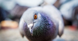 pigeons-oiseaux-intelligents-une