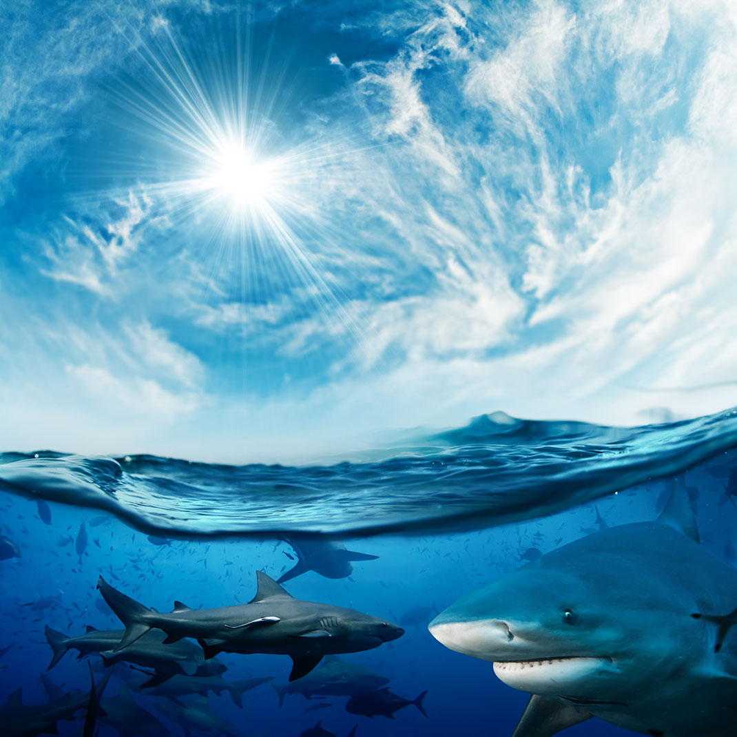 requins-mer