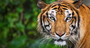 tigre-population-hausse-une