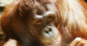 une-orang-outan