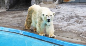 zoo-argentine-buenos-aires-une