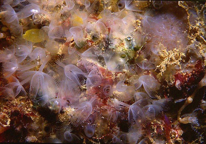 Phoronis hippocrepia