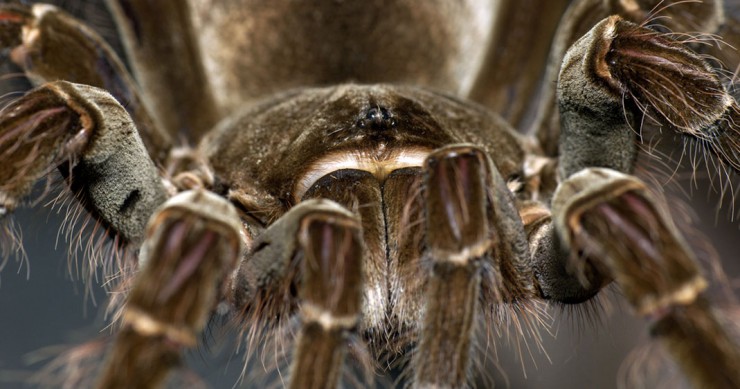 araignee-goliath-grande-monde-une