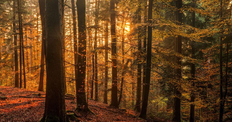 foret-noire-allemagne-montagne-une