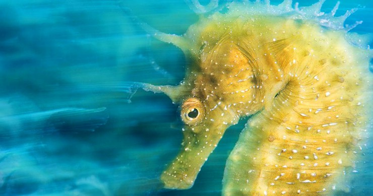 hippocampe-jaune-eau-une