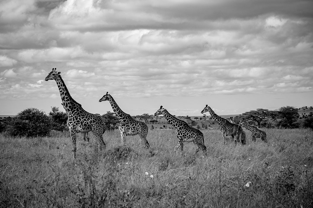 via Flickr by EladeManu