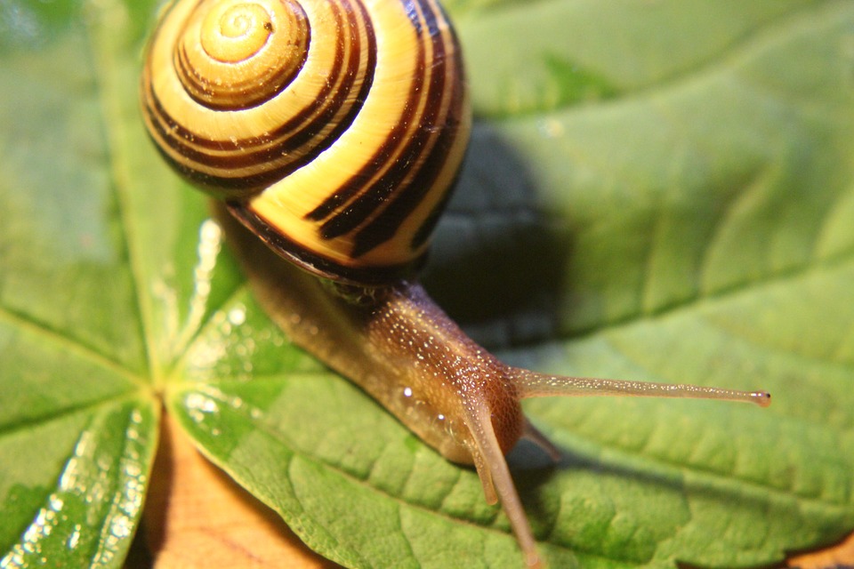 Un escargot