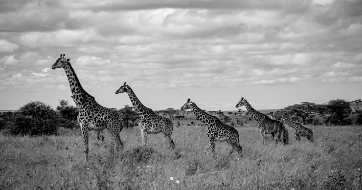 via Flickr by EladeManu