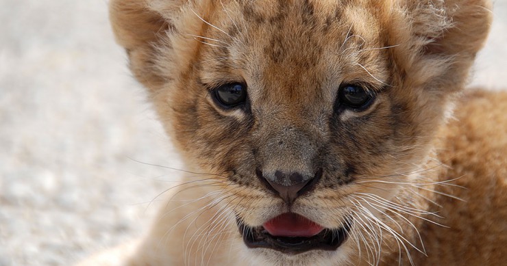 une-lionceau-afrique