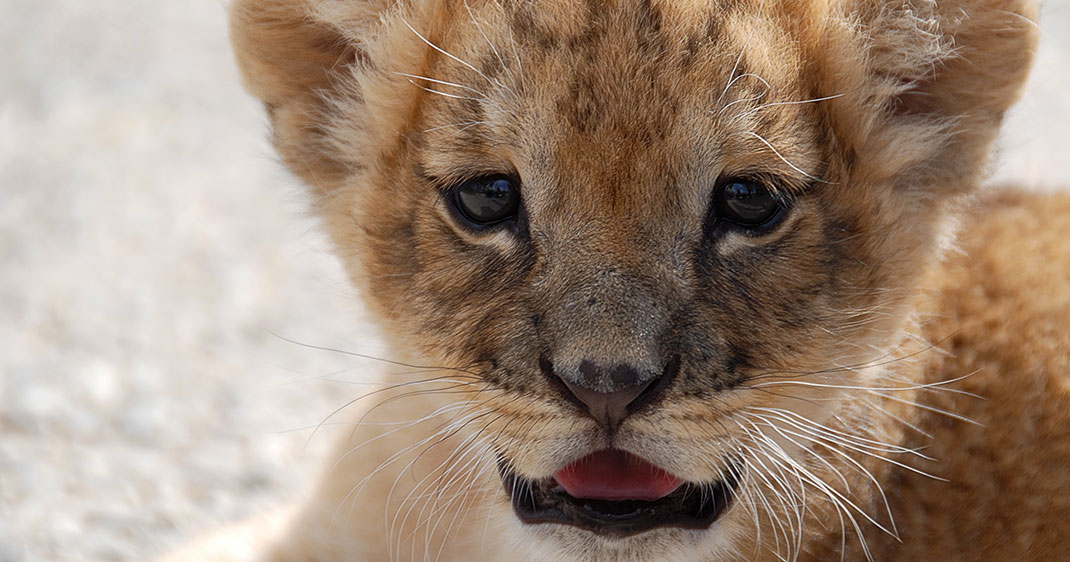 une-lionceau-afrique