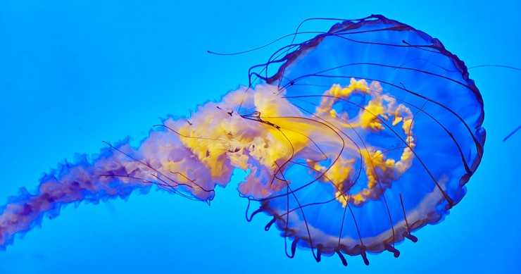 une-meduse