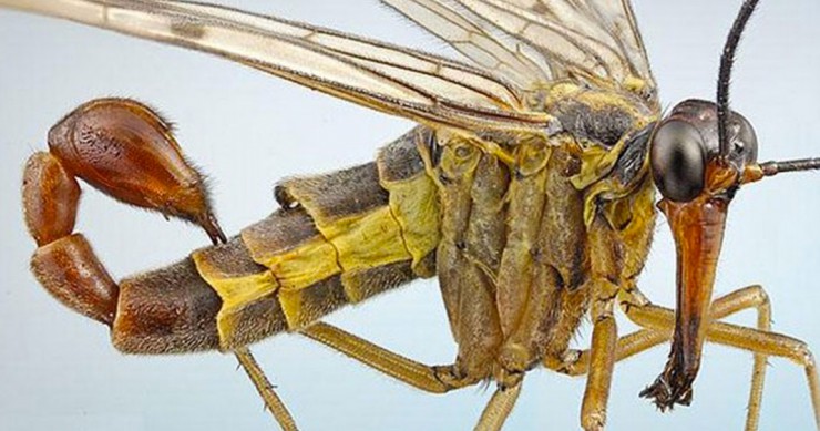 une-mouche-scorpion