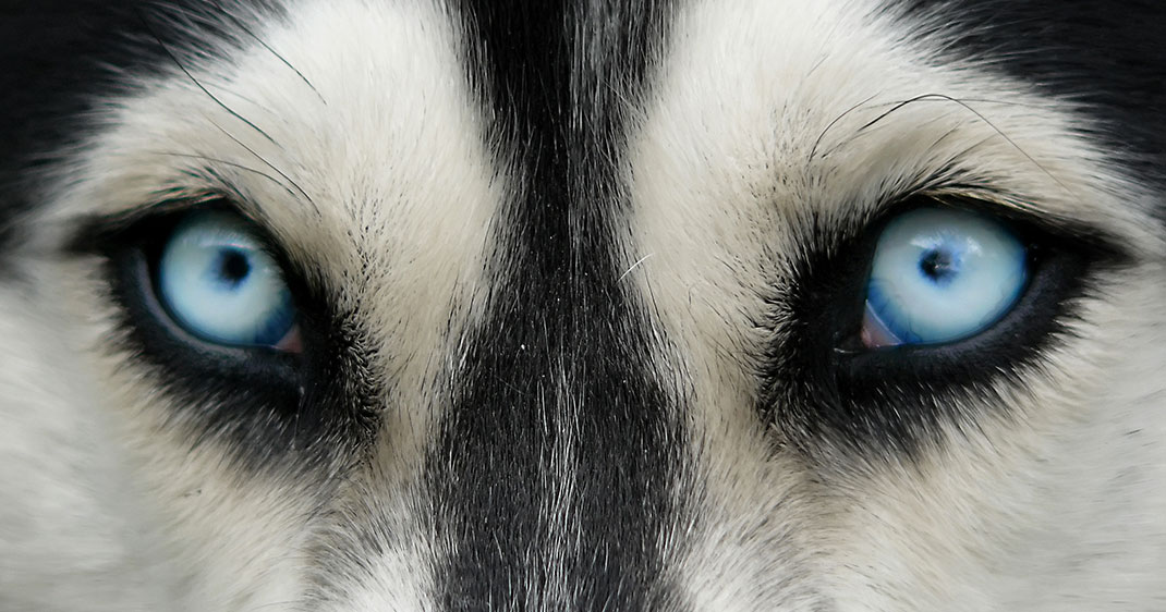 une-regard-husky