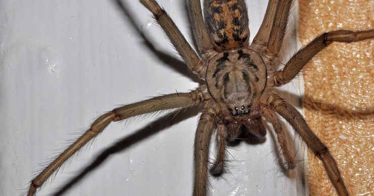 une-tegenaire-maison