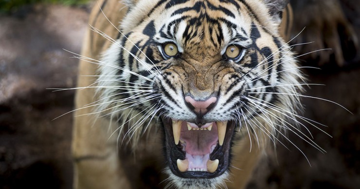 une-tigre-dent