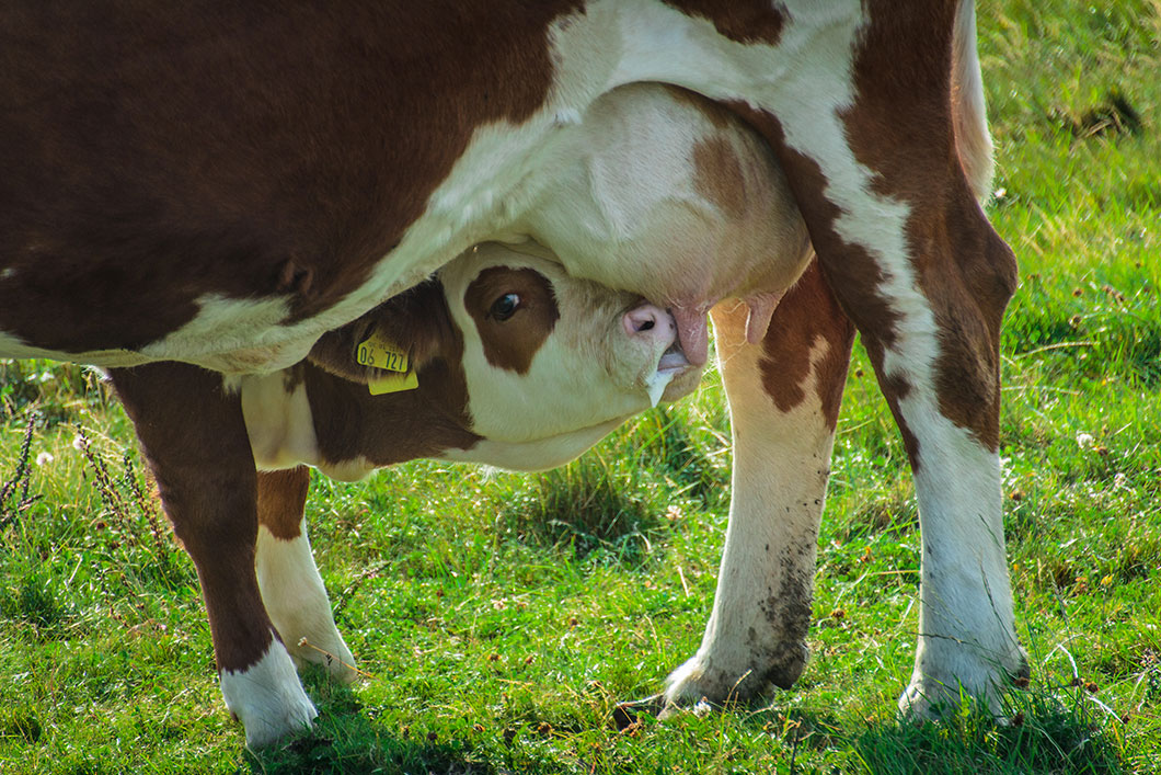 Un veau se nourrit © Mark Michaelis