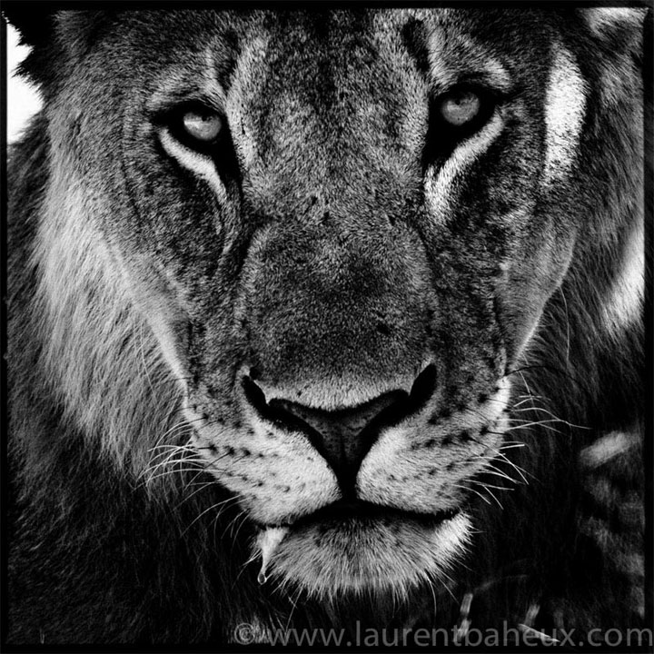 decouvrez-les-animaux-dafrique-comme-vous-ne-les-avez-jamais-vus-avec-les-exceptionnelles-photographies-de-laurent1