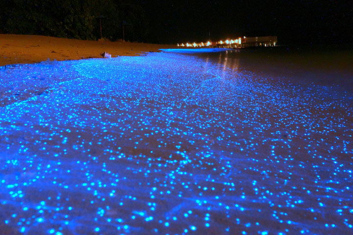 bioluminescence2