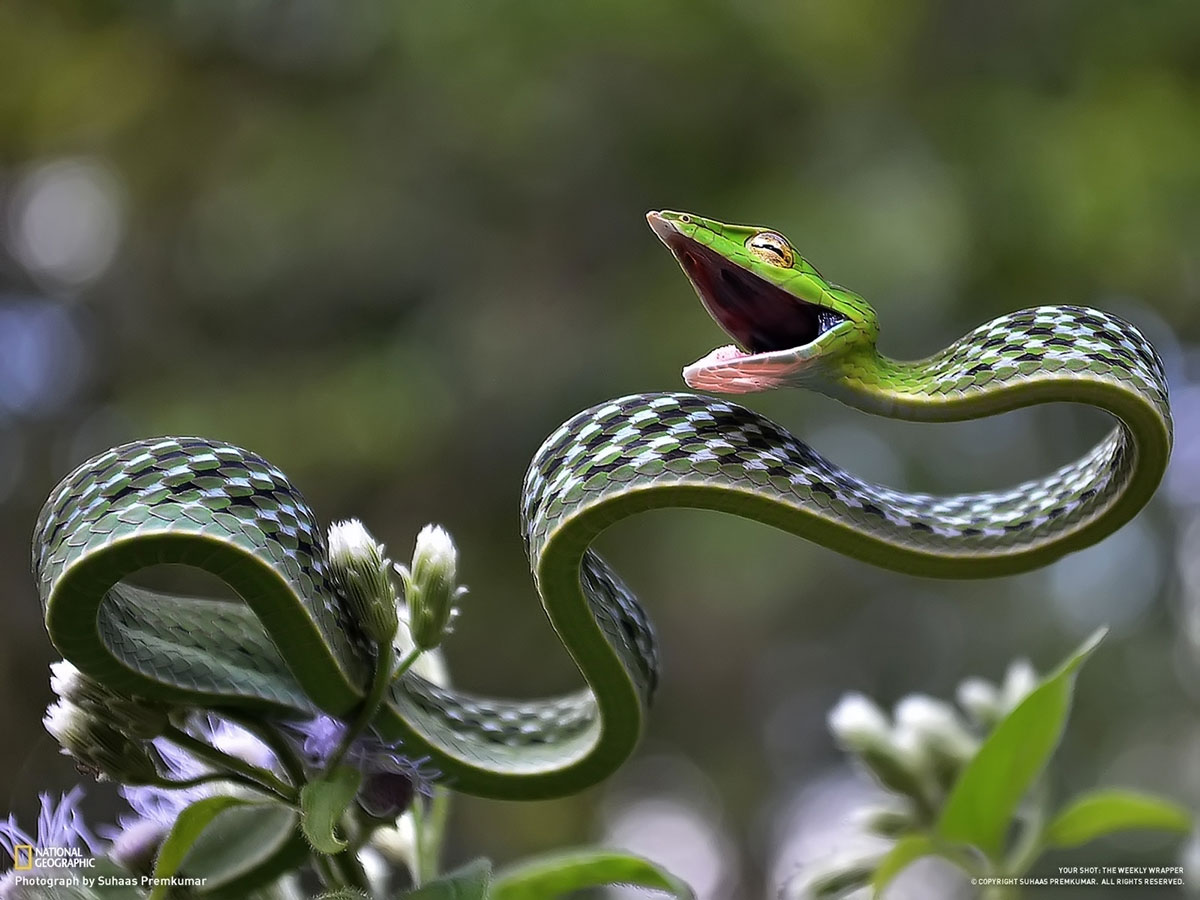 serpent-plat-defense-national-geographic-suhaas-premkumar